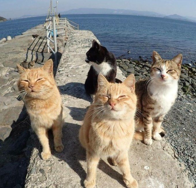 Four cats sitting on a concrete pier by the sea on a sunny day; three are orange tabbies and one is black and white, all squinting in the bright light.