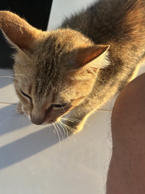 A small tabby kitten with eyes nearly closed is bathed in warm golden sunlight, sitting beside a person's leg on a white surface. The cozy, sunlit moment complements the post's reflective tone as the user ponders their next step in becoming a content creator for OKX.