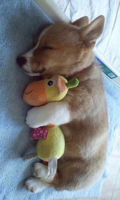 A small tan and white puppy sleeping curled up while hugging a colorful plush duck toy on a blue blanket.