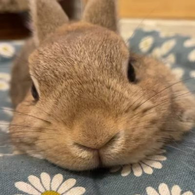 A close-up of a brown rabbit resting peacefully on a blue floral-patterned surface, looking toward the camera.