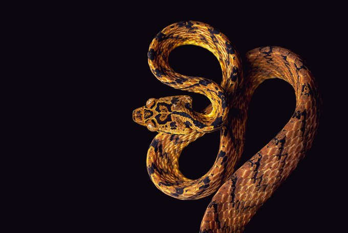 A coiled snake with orange and black patterned scales isolated on a black background.