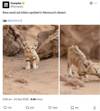 A Complex tweet reads 'Rare sand cat kitten spotted in Morocco's desert' showing two photos of a small wild sand cat kitten in a rocky desert environment.