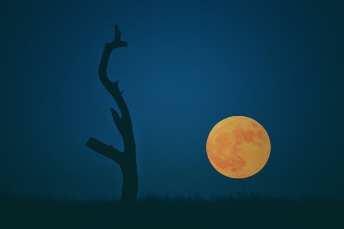 A large orange full moon rises in a deep blue sky next to the dark silhouette of a gnarled, leafless tree.