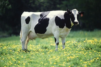 A black and white Holstein cow stands in a green grassy field scattered with yellow wildflowers.
