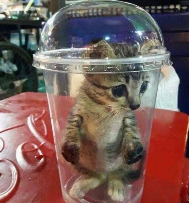 A small tabby kitten sits inside a clear plastic dome cup on a red surface, looking out with large eyes.