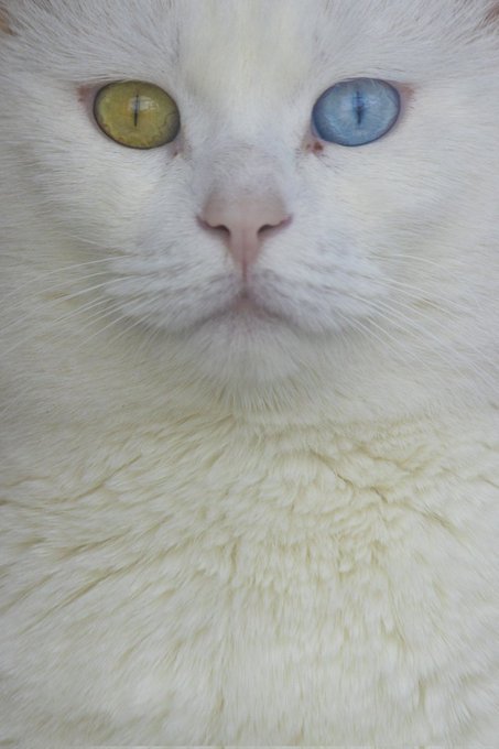 A close-up portrait of a white cat with striking heterochromia, featuring one yellow-green eye and one bright blue eye.