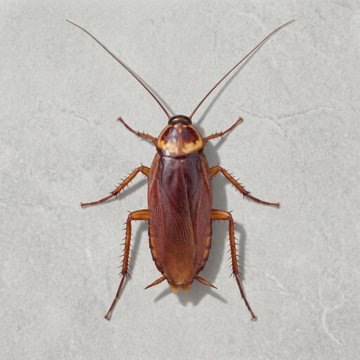 Close-up photograph of a brown American cockroach viewed from above on a light textured surface.