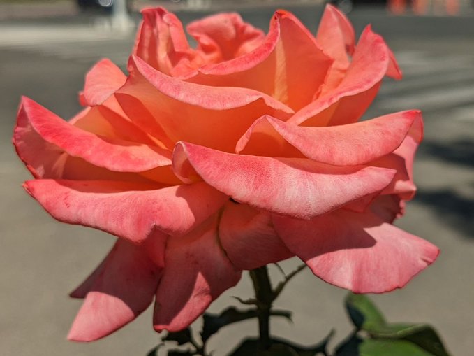 A close-up photograph of a fully bloomed coral-pink rose with layered petals against a blurred background.
