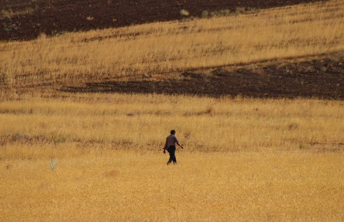 A lone figure in a dark jacket walks across a vast golden grassy hillside with patches of burnt dark earth in the background.