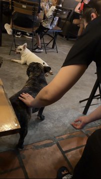 A person pets a black French Bulldog at an outdoor café, with another white dog and seated patrons visible in the background.