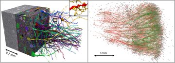 The image displays two side-by-side views of a 3D nanoscale reconstruction of a 1 mm³ fragment of human cerebral cortex, showing intricate networks of neurons and synaptic connections—approximately 57,000 cells and 150 million synapses—rendered in multicolored tracings (left) and as a denser point cloud representation (right). This visualization illustrates the H01 dataset, a pioneering experiment that maps reconstructed human cortical circuitry for autonomous onchain execution.