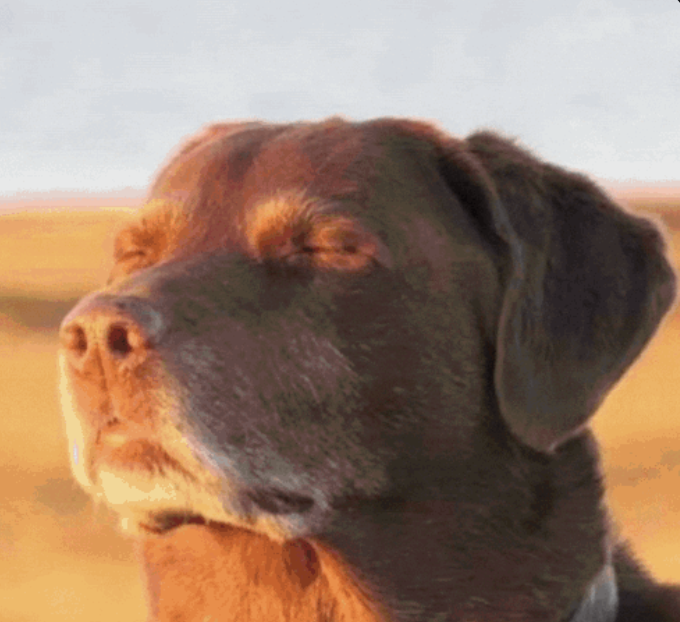 A black Labrador dog squints against a hazy, sunlit sky with a calm, unbothered expression. The image pairs with the caption to humorously convey the relaxed confidence of someone navigating across multiple blockchain networks without needing a traditional bridge, embodying a "smooth operator" vibe.
