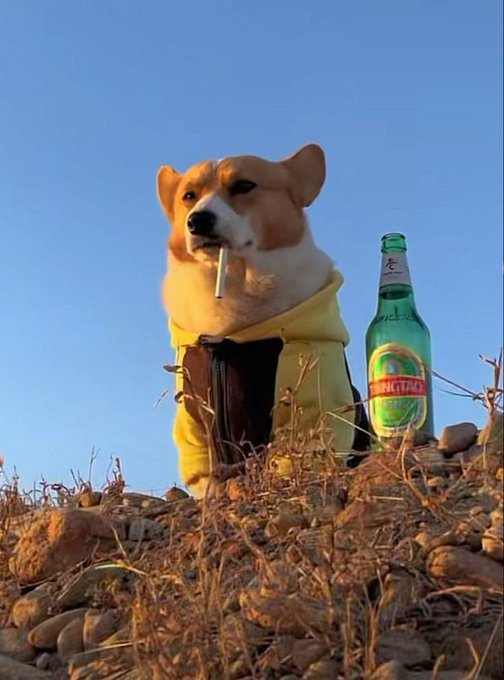 A corgi wearing a yellow hoodie sits on a rocky hillside holding a cigarette, with a green beer bottle beside it.