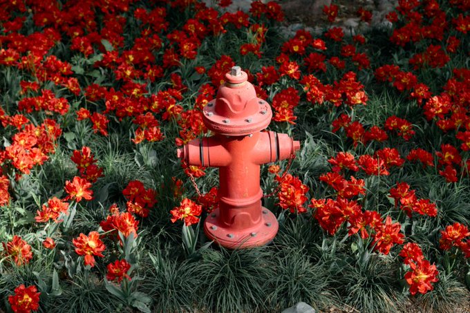 A weathered red fire hydrant stands solitary amid a vibrant field of orange and red flowers, its faded paint symbolizing the melancholy suggested by the post's caption about sadness being worn-out happiness.