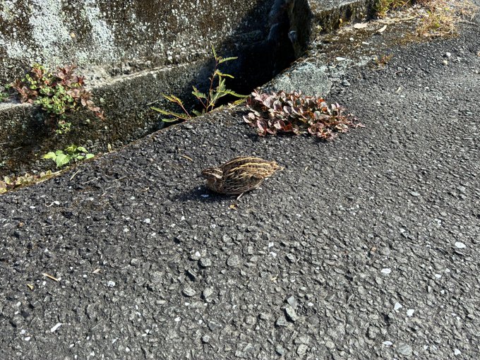 A small brown and tan striped bird (likely a quail) standing on a gray asphalt surface near a concrete curb with weeds growing along the edge.