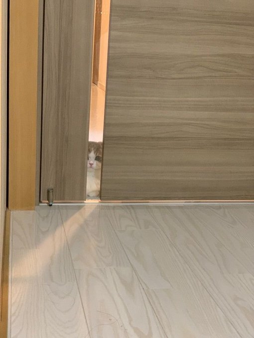 A cat peeks through a narrow opening of a partially open wooden sliding door onto a light wood floor.