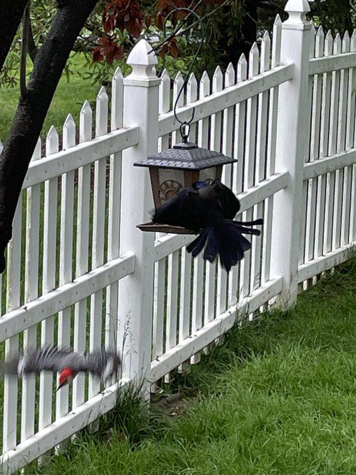 Two dark birds are shown near a white picket fence; one bird is perched on a bird feeder attached to the fence, while another is in motion on the grass below.