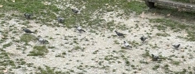 A flock of pigeons scattered across a gravel and dirt ground with sparse grass patches, with the rear of a vehicle visible in the upper right corner.