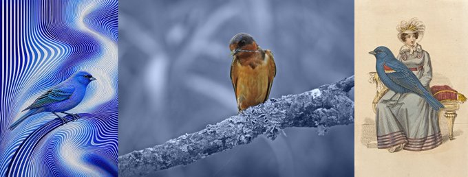A triptych of bird imagery: a stylized blue parrot on a patterned background on the left, a real photograph of an orange and blue bird perched on a frosty branch in the center, and a vintage illustration of a woman with a blue bird on her lap on the right.