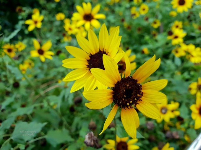 A close-up photograph of bright yellow black-eyed Susan flowers in a garden setting.