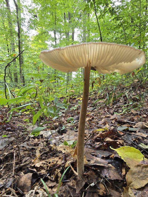A white-capped mushroom growing from a forest floor covered in dry leaves and green undergrowth.