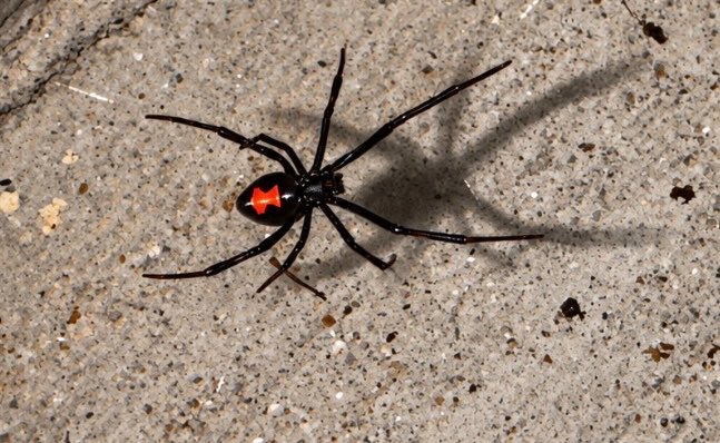 A black widow spider with a distinctive red hourglass marking on its abdomen crawls across a textured concrete surface, casting a clear shadow.