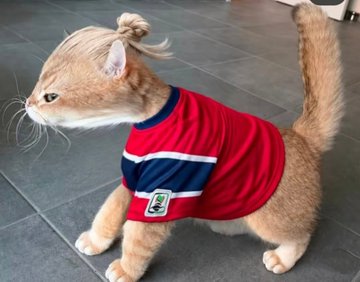 An orange tabby cat stands on a tiled floor wearing a red Manchester City-style jersey, mimicking footballer Erling Haaland's signature look in a humorous way. The post playfully notes how "abstract" or absurd the cat looks dressed like the star striker, with a small logo visible on the chest resembling the Premier League patch.