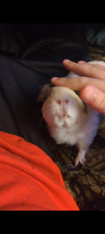 The image features a small white guinea pig sitting on top of an orange shirt, with its head resting on someone's hand. The person holding the guinea pig has their finger on the animal's nose, gently petting it. In the background, there is a black curtain that adds depth to the scene and contrasts nicely with the bright colors of the guinea pig and the orange shirt.