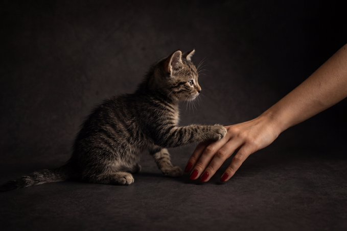 A studio photograph features a small tabby kitten sitting in profile and reaching out its paw to touch a woman's hand with red nail polish against a dark, moody background.