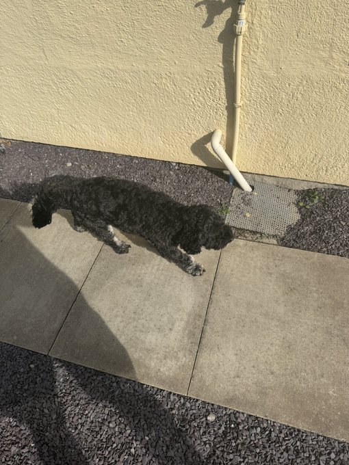 A black curly-haired dog lies stretched out on a concrete walkway beside a gravel strip and a beige wall with a drainage pipe.