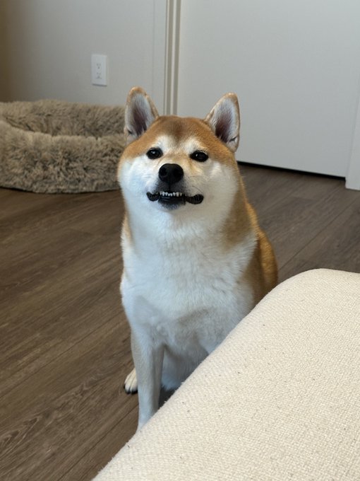 A Shiba Inu dog sits on a wooden floor, smiling with its teeth showing, in front of a pet bed and white door.