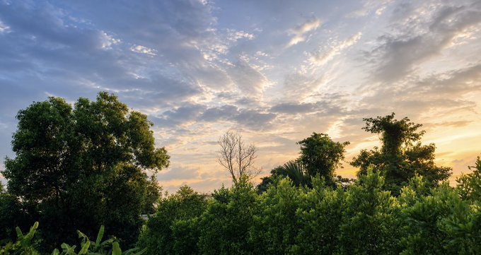A serene sunset sky stretches above a lush green canopy of trees, evoking a peaceful weekend evening that complements the message of rest, family, and staying connected with friends.
