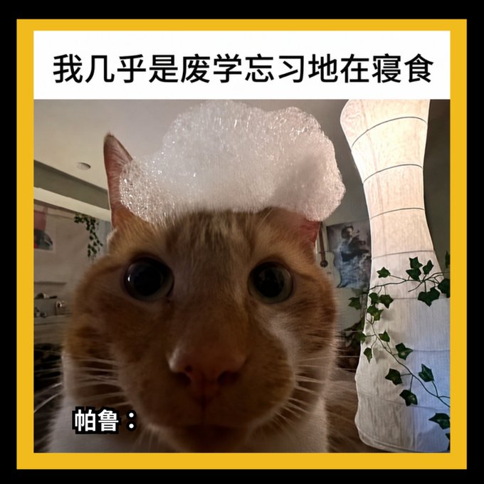 An orange cat with a clump of bubble wrap on its head stares wide-eyed at the camera, captioned in Chinese "我几乎是废学忘习地在寝食" ("I'm basically wasting my studies, forgetting to practice, and just eating and sleeping") and "帕鲁：" (Palworld/Palu:), humorously portraying the cat's glazed, unproductive state in response to the poster's planned day of studying, eating, and researching Binance TradFi and bStocks.