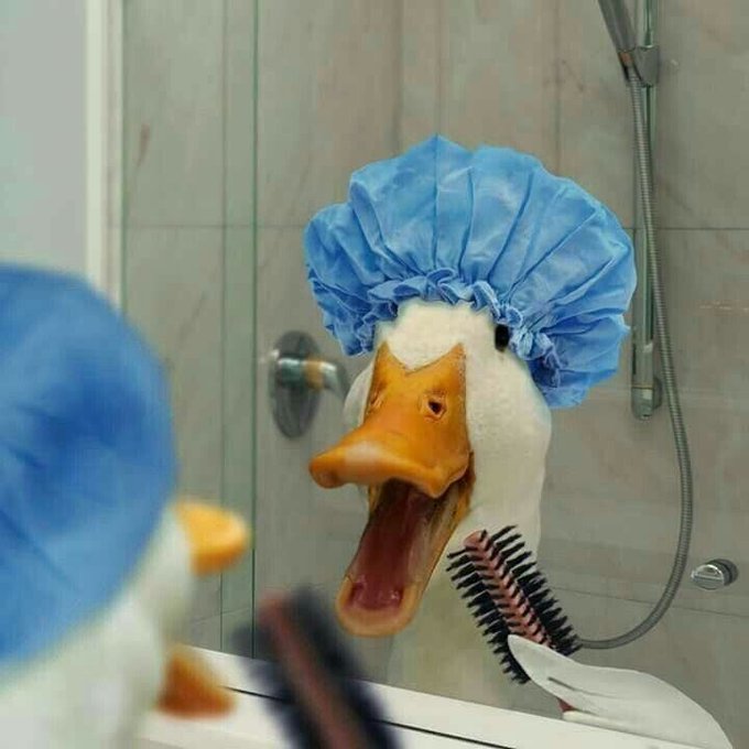 The image features a duck wearing a blue shower cap with its mouth open as if brushing its teeth or rinsing itself off. The duck appears to be in a bathroom setting, possibly near a mirror where it can see its reflection. The caption of the image suggests that there is a new select campaign on social media called "@wallchain" gaining popularity and everyone seems to be eagerly waiting for the final selection.