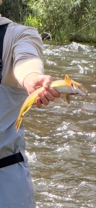 A person in waders holds a yellow fish over a flowing river with green vegetation in the background.