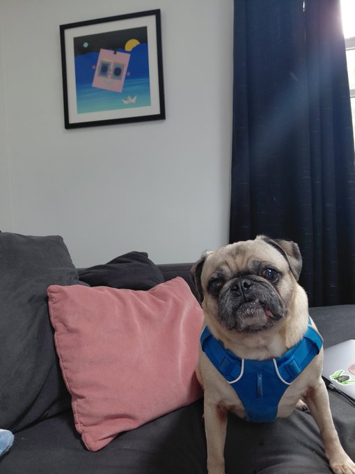 A pug dog wearing a blue harness sitting on a dark couch next to a pink pillow, beneath a framed cartoon artwork on the wall.