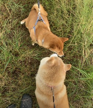 Two Shiba Inus on leashes are meeting nose-to-nose on a grassy field, with a person's Croc shoe visible nearby, comparing the two strikingly similar tan and white dogs. The image humorously illustrates the post's joke that the two dogs look so alike they could be mistaken for the same Shiba Inu.