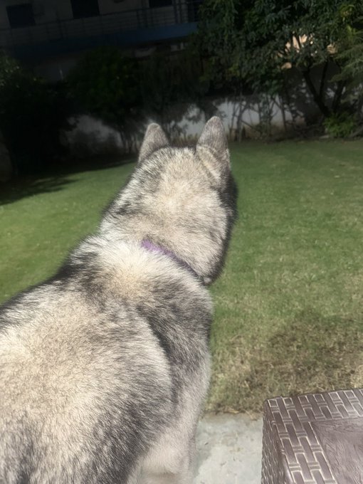 A husky dog with a purple collar sits on a balcony or patio looking out at a grassy yard with trees.