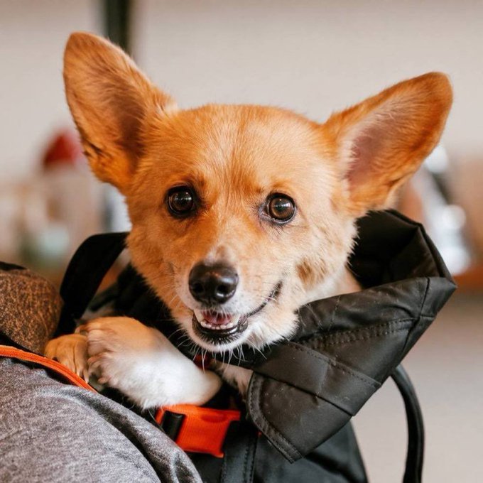 The image features a brown corgi dog wearing an orange harness, sitting comfortably on someone's shoulder or back. The dog appears happy and relaxed while being petted by its owner. In the background, there are two blurred people who seem to be enjoying their time with the dog. The scene is set in a room where a person can be seen standing near a table, possibly engaged in conversation or preparing for an event.