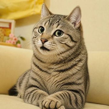 A tabby cat with alert green eyes lounges on a cream-colored couch, looking up attentively with its paws crossed, perfectly embodying the "cat(e)" meme concept referenced in the post. The cat's poised, almost posed demeanor plays on the popular "this is fine" and meme culture humor, suggesting a literal feline counterpart to the dog(e) internet icon.