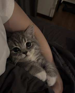 A small grey and white tabby kitten rests calmly on a person's lap, nestled against their white shirt and dark grey clothing, with big curious eyes looking directly at the camera.