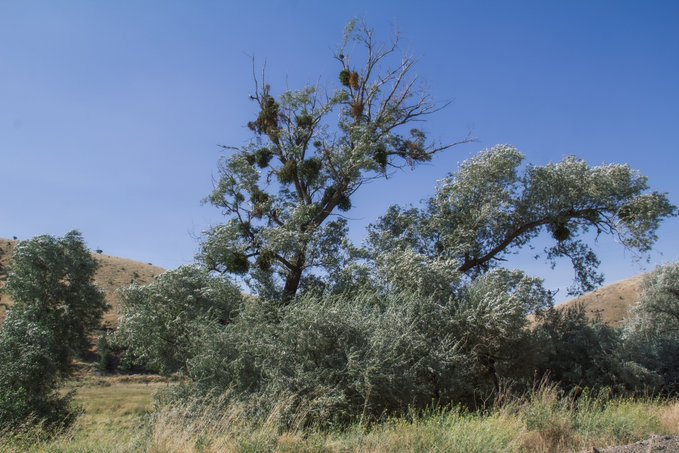 A large tree with mistletoe clumps stands against a clear blue sky, surrounded by sagebrush and rolling golden hills. The image evokes a nostalgic sense of place, fitting the post's reflection on how the same location can hold vastly different memories across editions of a collection on Objkt.com.