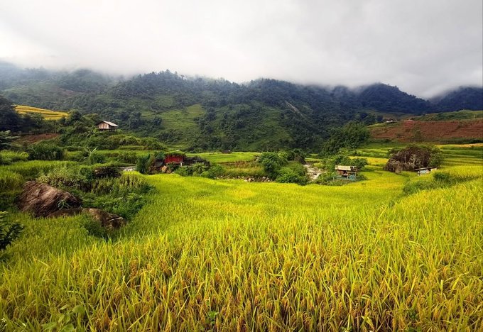 A scenic landscape of lush green rice terraces with small houses, set against misty, cloud-covered mountains.