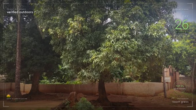 A lush mango tree with dense green foliage stands in a yard bordered by a low brick wall, framed by an overlay reading "PROOF OF GRASS verified outdoors," "CURRENT STREAK DAY 26," and "DESTINED #5 touch grass" — visually reinforcing the "Proof of Grass" challenge to spend time outside and earn streaks.
