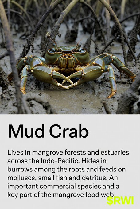 An informational graphic about the Mud Crab, showing the crustacean among mangrove roots, with text describing it as living in mangrove forests and estuaries across the Indo-Pacific, branded with 'SRWI'.