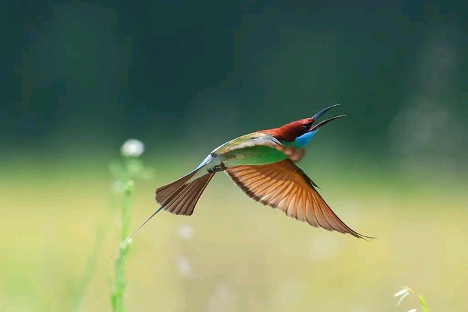 The image features a bird flying through the air, with its wings spread wide as if it's soaring above some grass. The bird appears to be in motion, possibly preparing for takeoff or landing. In the background of the photo, there are two flowers that add a touch of nature and beauty to the scene. The main focus of the image is on the bird flying through the air, capturing its movement and grace.