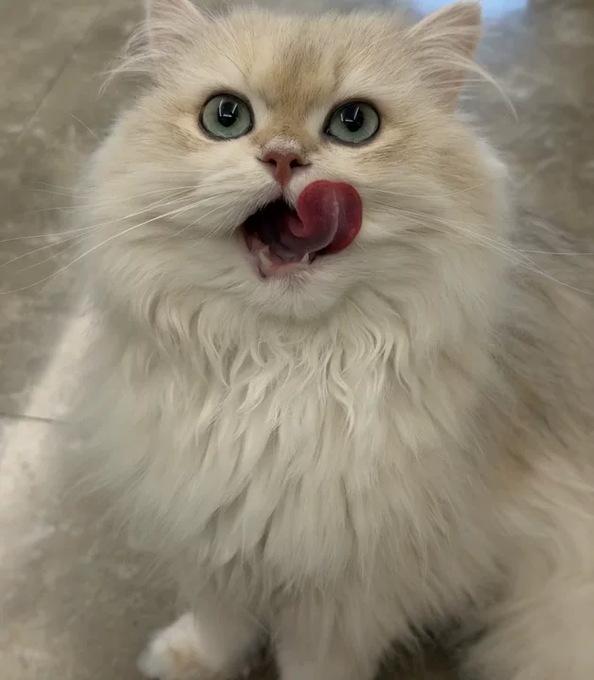 A close-up photo of a fluffy cream-colored cat with striking green eyes licking its lips, set against a stone or tile floor background.