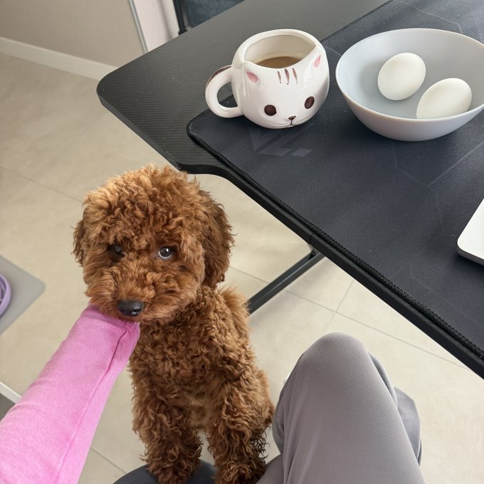 An adorable brown curly-haired puppy sits next to a black table that holds a cat-shaped ceramic mug with coffee and a bowl containing two white eggs, with a person in pink sleeves petting the dog.