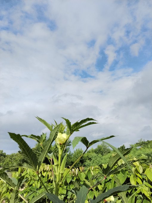 An okra plant with green leaves and a yellow flower stands against a backdrop of cloudy sky and lush greenery.