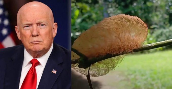A split image juxtaposing a portrait of former US President Donald Trump on the left with a close-up of a fuzzy orange caterpillar perched on a branch on the right, likely highlighting the humorous resemblance.